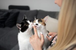 przysmaki do lizania dla kota