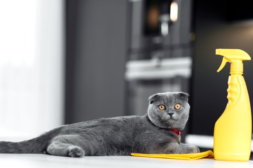koty lubią zapach środków chemicznych