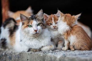 koty na Cyprze masowo chorują