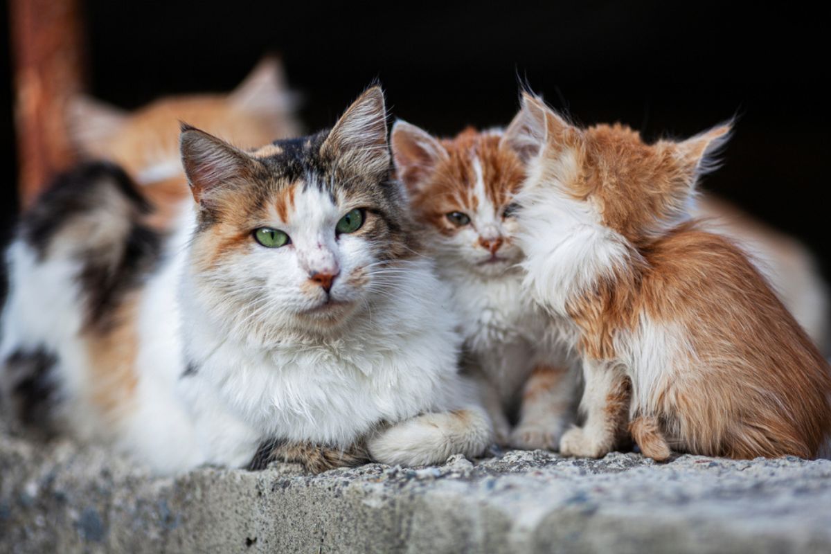 koty na Cyprze masowo chorują