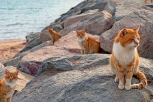 giną koty z umashimy