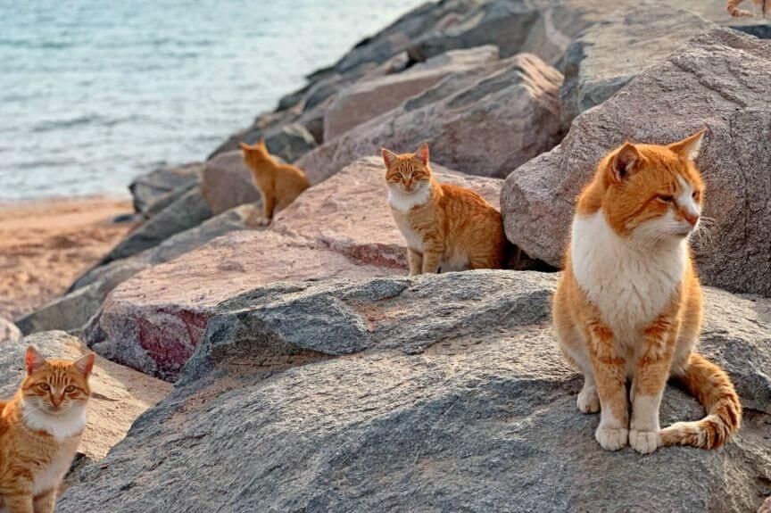 giną koty z umashimy