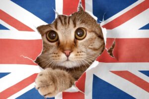 pochodzenie ras kotów