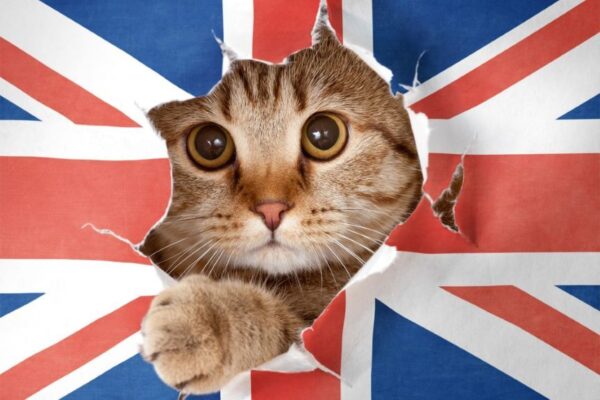 pochodzenie ras kotów