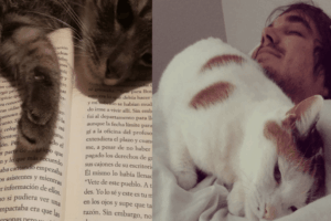 koty naruszajace prywatnosc