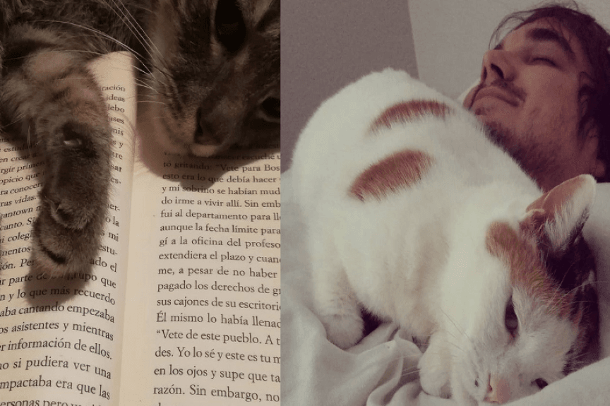 koty naruszajace prywatnosc