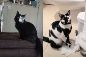 koty o niezwykłym umaszczeniu