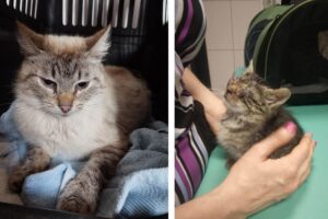 koty odebrane interwencyjnie