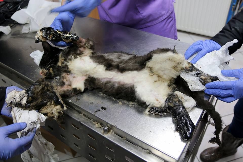 kot wydobyty z asfaltu