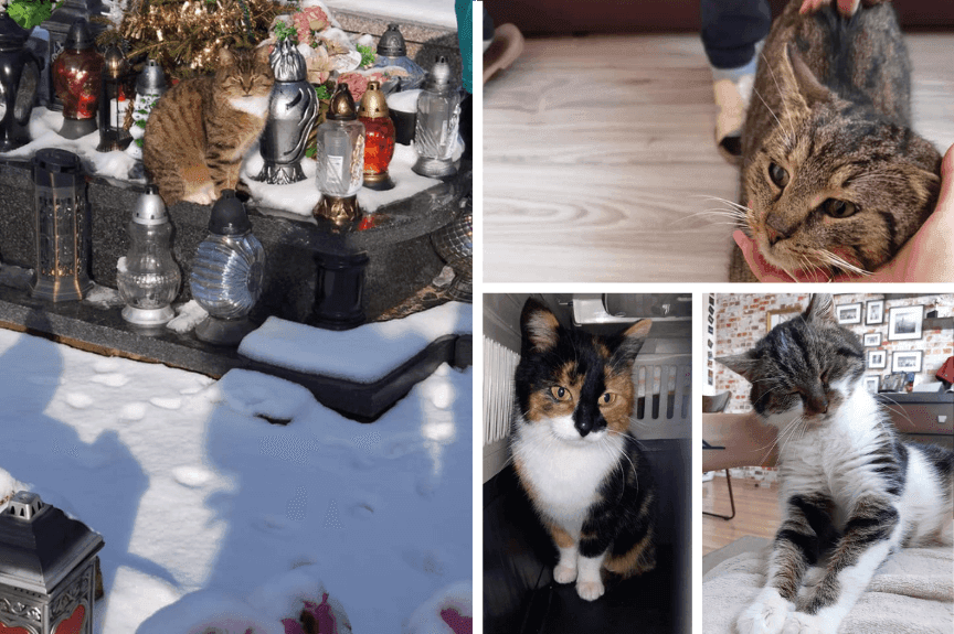 porzucił koty na cmentarzu