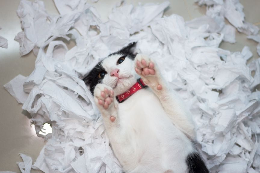 koty przyłapane na gorącym uczynku