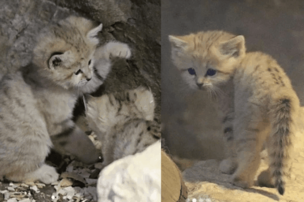 koty pustynne w gdańskim zoo