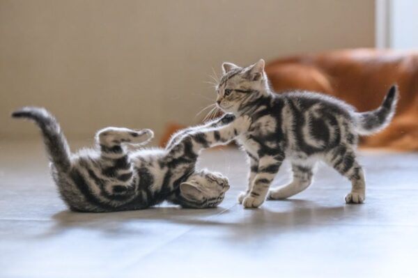 koty sie bawią