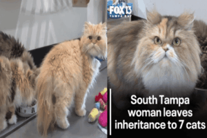 koty z ogromnym spadkiem