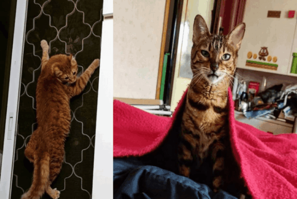 koci superbohaterowie