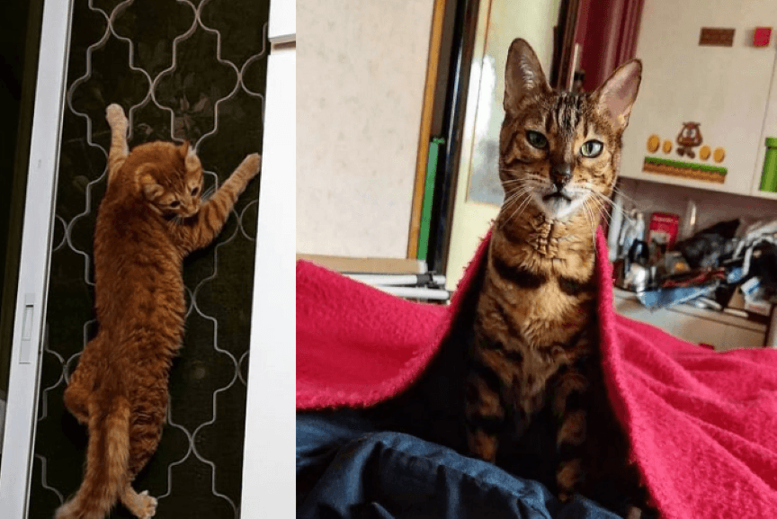 koci superbohaterowie