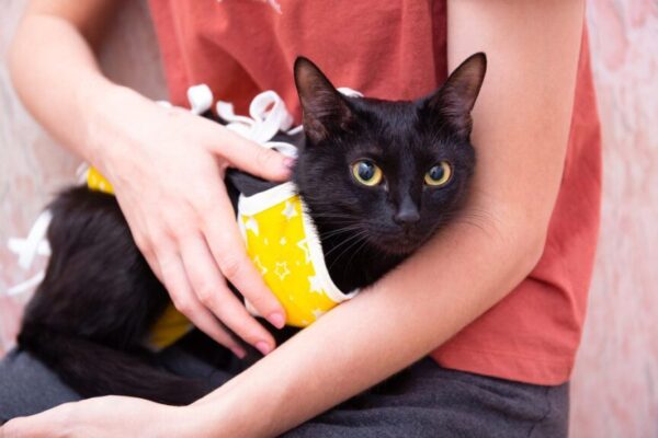 koty tyje po sterylizacji