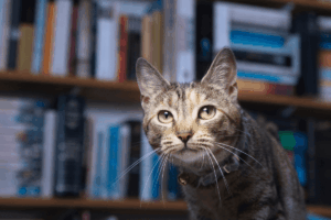 koty w bibliotekach