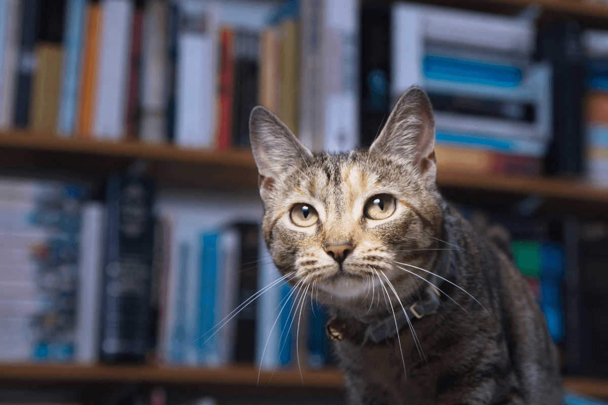 koty w bibliotekach