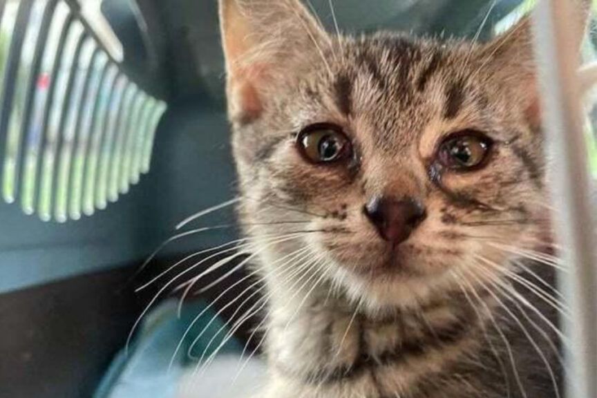 Fundacja na Ratunek Bezdomniakom apeluje o pomoc dla swoich podopiecznych