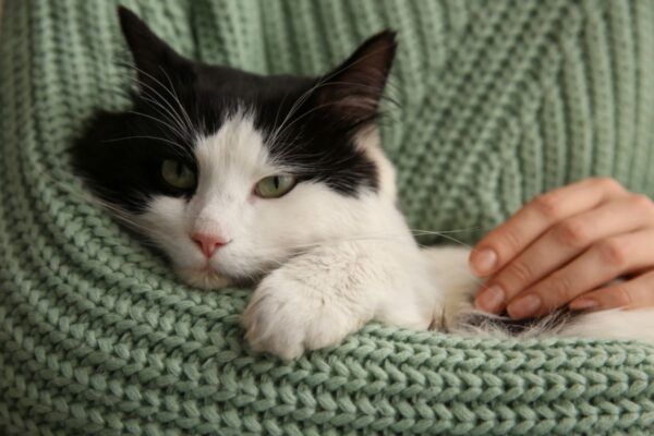 koty wolą zdrobnienia