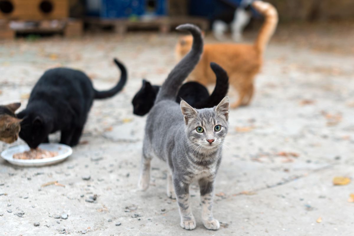 opieka nad kotami wolno żyjącymi