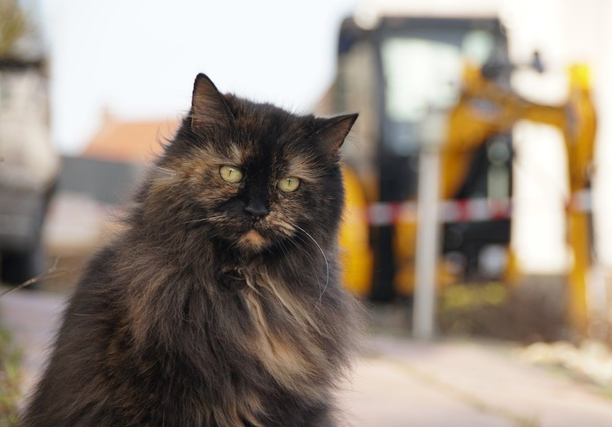 koty wstrzymały budowę osiedla