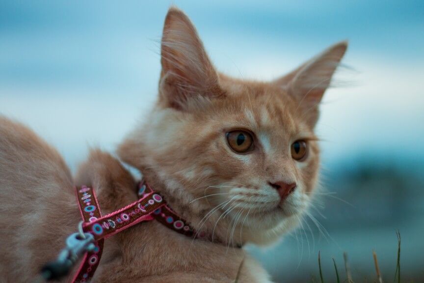 koty wyłącznie na smyczy