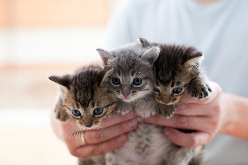 wyrzucone do śmietnika