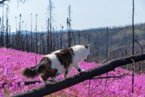 koty z długimi ogonami rasy