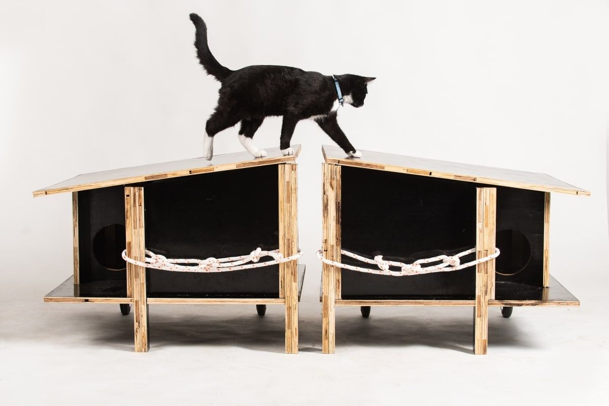 Kotydż projekt dla kotów wolno żyjących