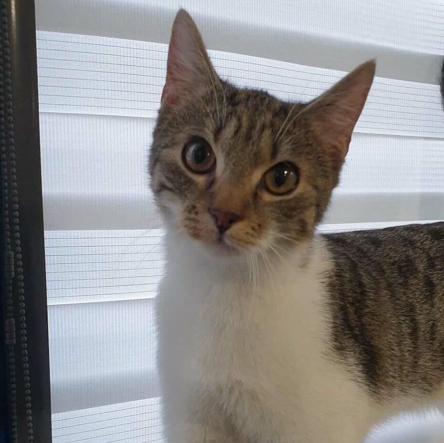 kot porzucony w krakowskim autobusie