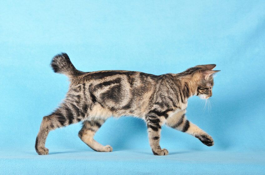 kurylski bobtail