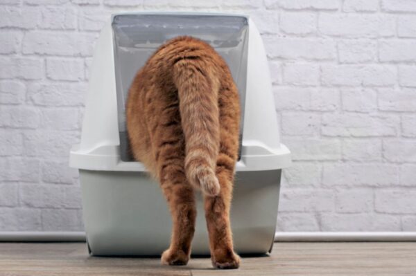 kuweta dla kota otwarta czy zakryta