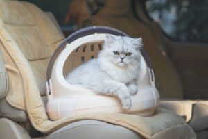 kuweta turystyczna dla kota