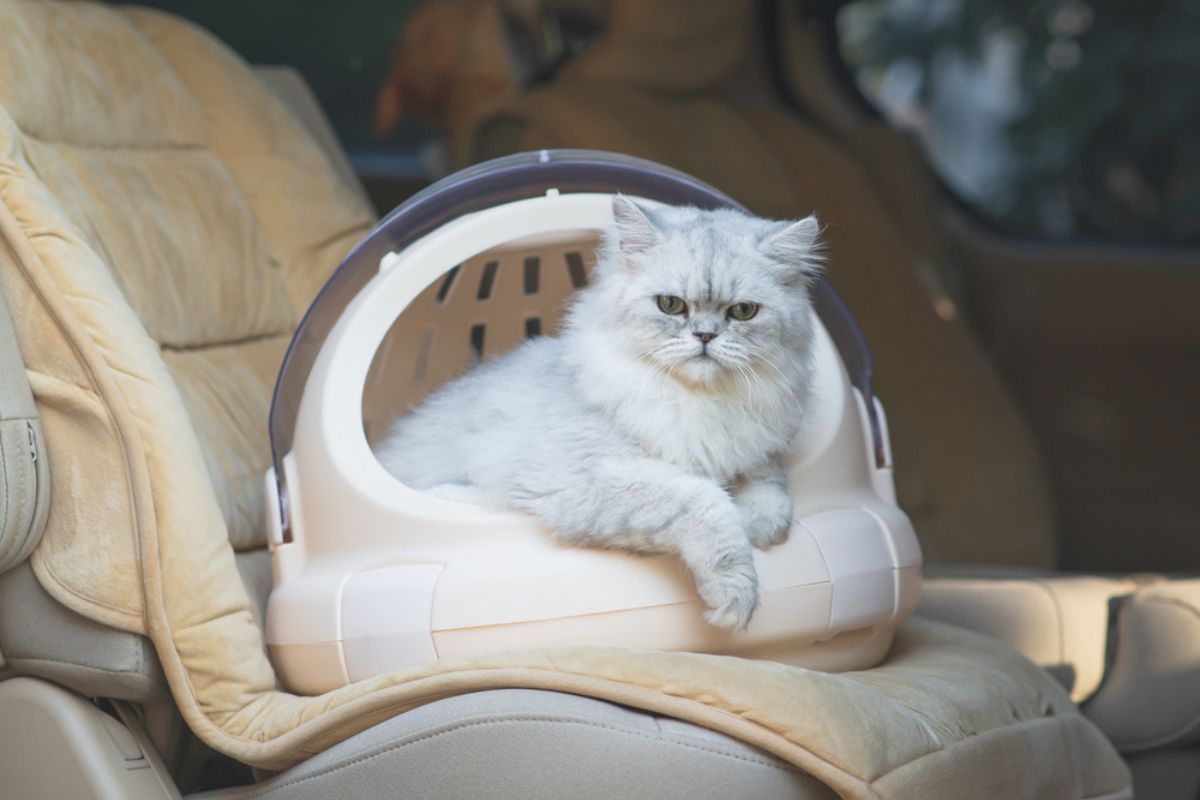 kuweta turystyczna dla kota