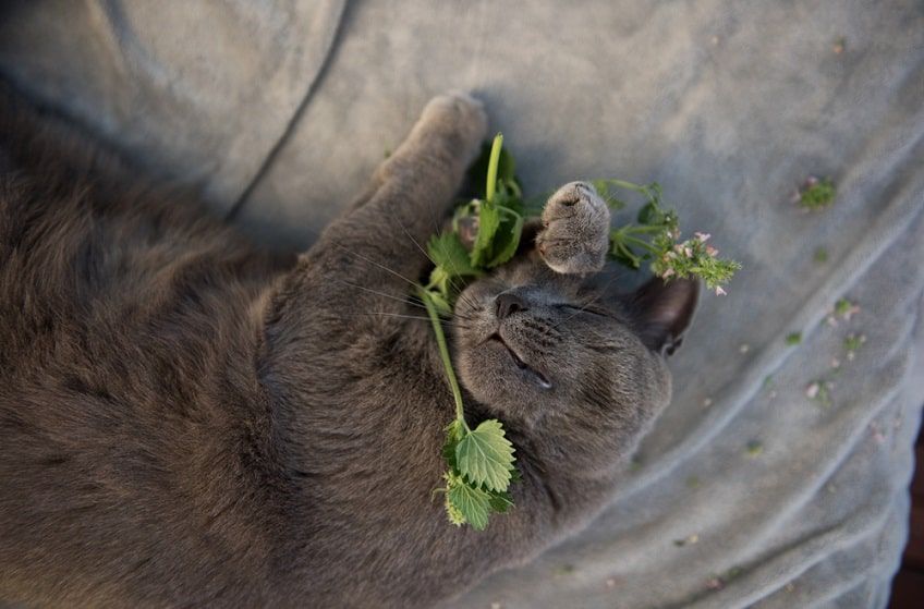 kwiaty bezpieczne dla kota kocimiętka-min.jpg
