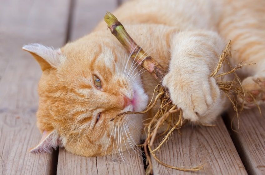 kwiaty bezpieczne dla kota waleriana-min.jpg