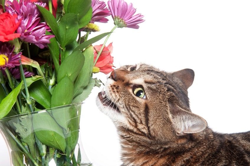 kwiaty i rośliny-min.jpg