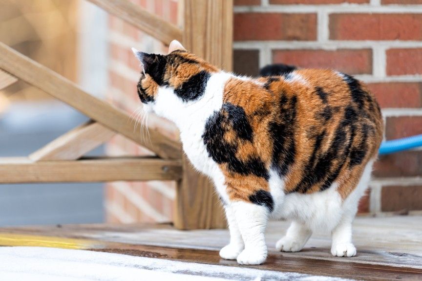 kot ma obwisły brzuch