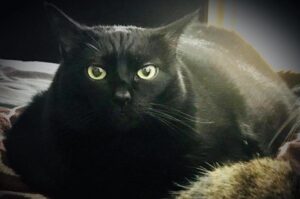 obóz odchudzający dla kota