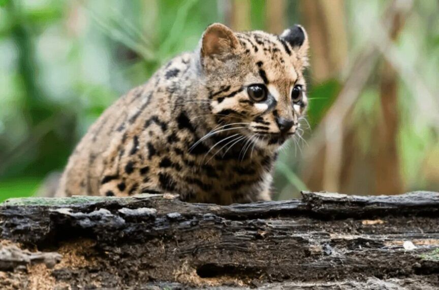 lamparcik marmurkowy