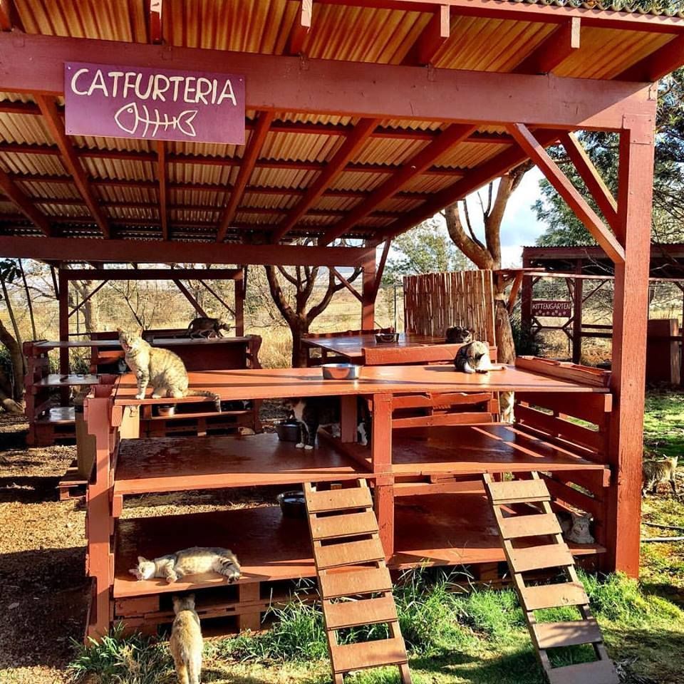 schronisko dla kotów na Hawajach