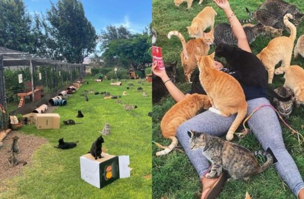 lanai cat sanctuary raj dla kociarzy