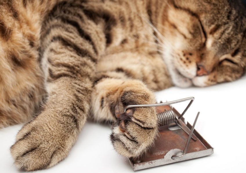 te koty najlepiej polują na myszy