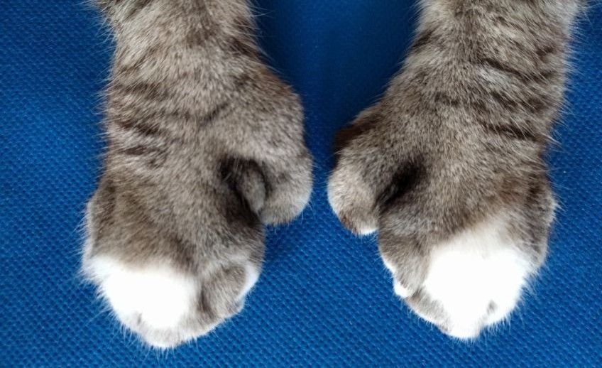 polidaktylia u kotów