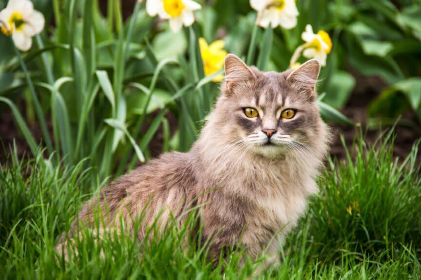 Letnie niebezpieczeństwa dla kotów