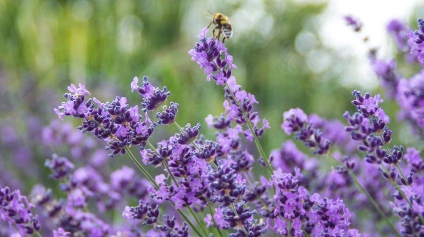 rośliny odstraszające koty
