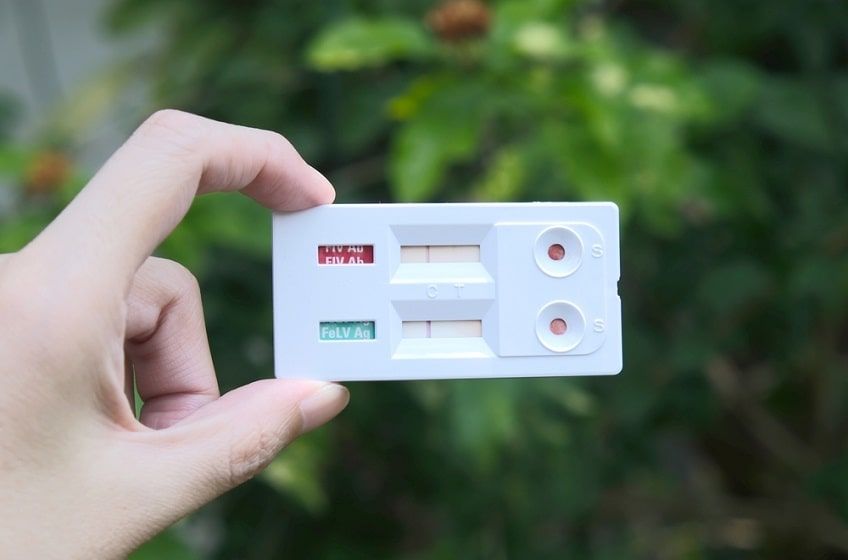 leczenie białaczki u kota