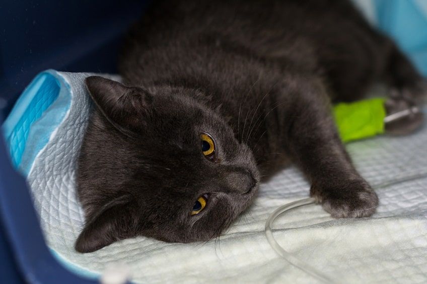 leczenie panleukopenii-min.jpg